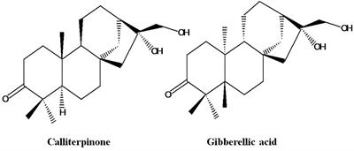 Calliterpenone, a natural plant growth promoter from a medicinal plant Callicarpa macrophylla, sustainably enhances the yield and productivity of crops